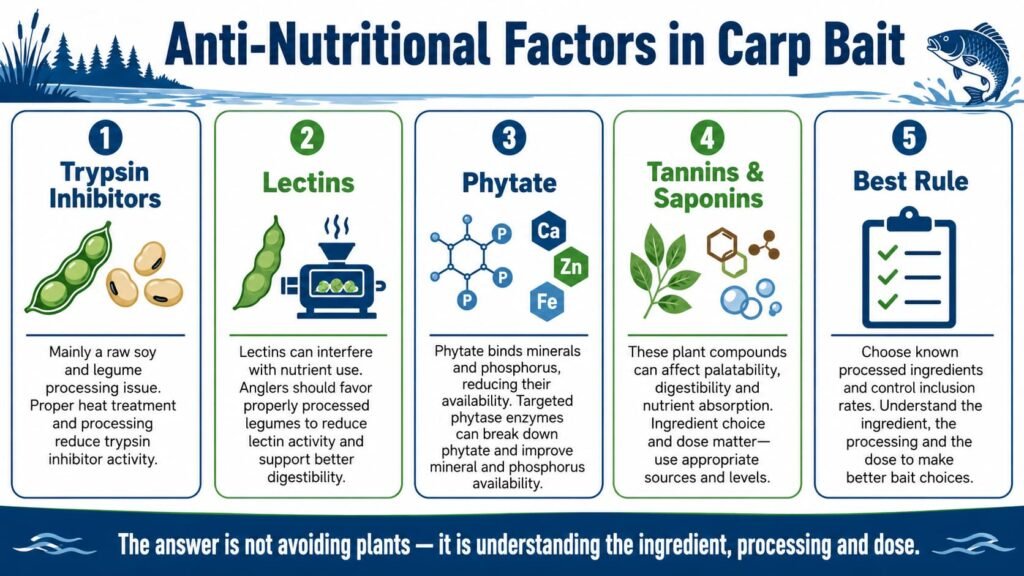 Infographic explaining trypsin inhibitors, lectins, phytate, tannins and saponins in carp bait ingredients.
