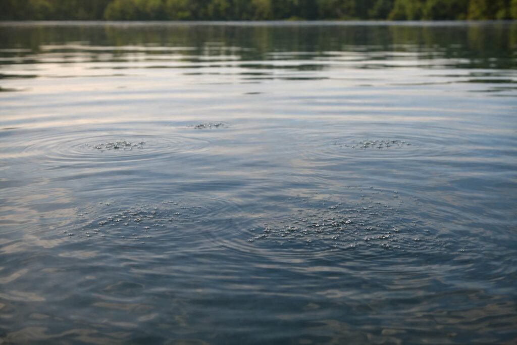 bubbles on lake surface indicating feeding carp