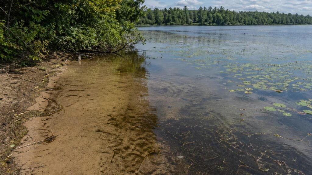 Lily pads and weed beds along a Michigan lake margin that can hold feeding carp.