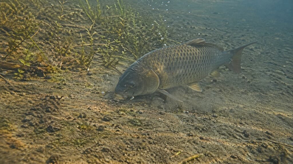 Carp feeding over a clean patch beside light weed in a Michigan lake margin.