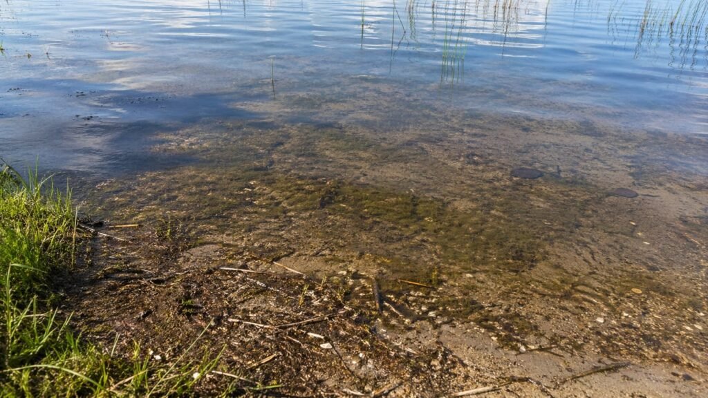Shallow Michigan lake margin showing a natural feeding area for carp with light weed and soft silt.
