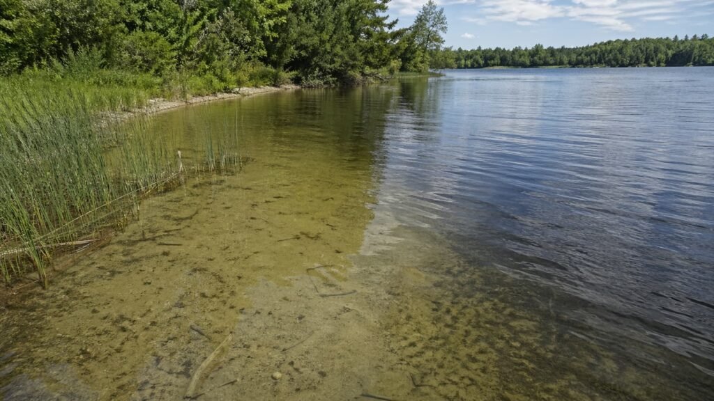 Wide Michigan lake view showing reeds, a shallow shelf, deeper water, and a natural carp route between zones.