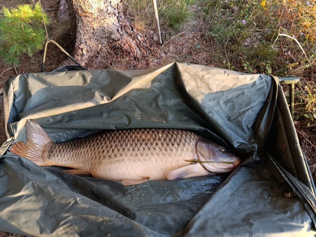 37 lb 8 oz wild common carp resting in a padded unhooking cradle